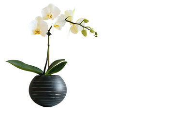 Elegant white orchids in a modern black planter enhancing a minimalist interior space with soft lighting isolated on transparent background © BANO'S