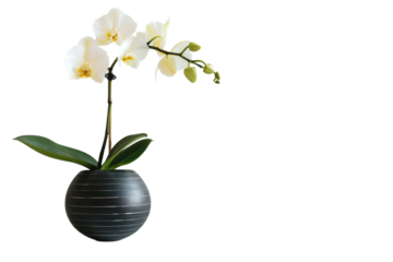 Elegant white orchids in a modern black planter enhancing a minimalist interior space with soft lighting isolated on transparent background