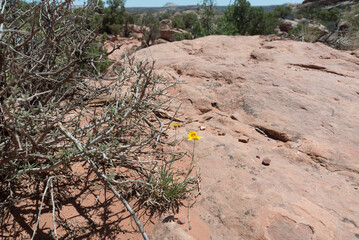 Landscapes from the Canonlands National Park in Utah 