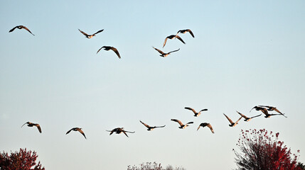 Canada Geese over the Trees