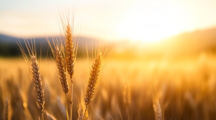 Naklejka premium a field of wheat with the sun setting in the background