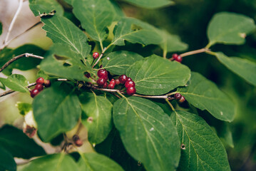 Red wild forest berries growing on bush with green leaves close up