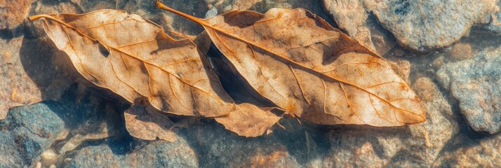 Two dry leaves resting on rocks in a shallow stream in the outdoors
