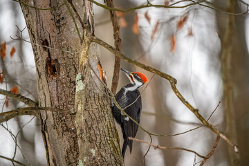 Pileated Woodpecker on a Tree
