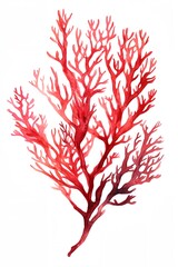 Red and white drawing of a coral plant