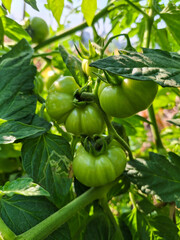 green tomato on a vine