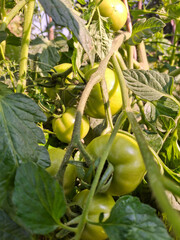 green tomato on a vine