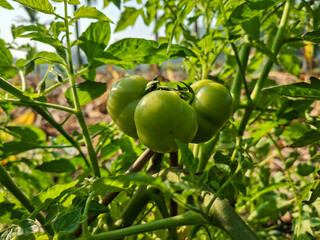 green tomato on a vine