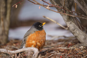 robin on the ground