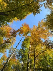 colorful trees in autumn with clear blue sky