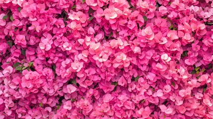 Obraz premium Bright pink bougainvillea blooms climb gracefully along a sunlit wall, creating an idyllic tropical backdrop full of warmth and color. 