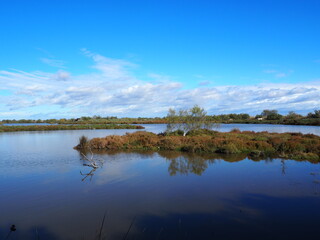 Camargue 