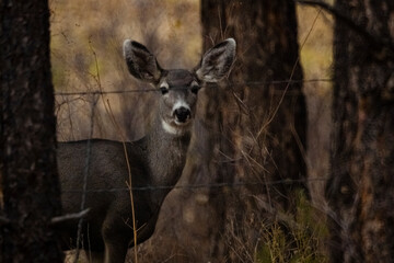 Mule Deer Walking Through A Thick Forest 3