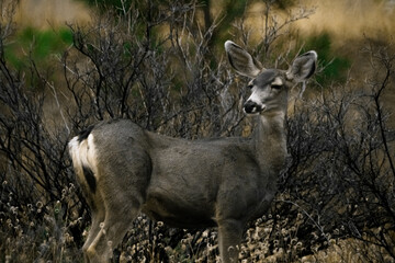 Mule Deer Standing By A Bush 1