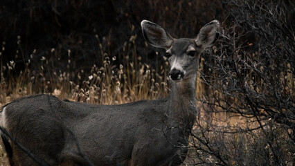 Mule Deer Standing By A Bush 2