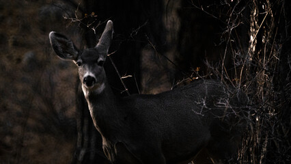 Mule Deer Hiding In The Brush 1