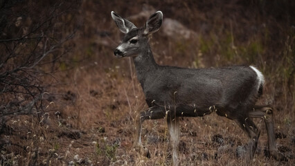 Mule Deer Walking Through A Thick Forest 5