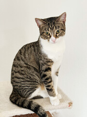 Obraz premium A close-up of an ordinary domestic cat with a calm and curious expression. Short fur, neutral background, and natural lighting. Ideal for themes of pets, animals, and everyday life.