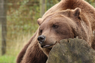 Fototapeta premium Large brown bear resting on a log, close up of his head, relaxed expression 