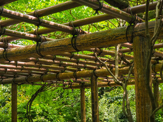 Bamboo canopy covered with climbing plant