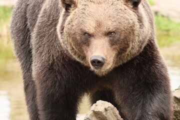 Large brown bear with a fierce look on his face, filling the frame, looking towards camera