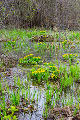 Yellow spring flowers grow in a forest swamp