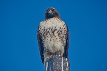 Red-tailed hawk staring at the camera