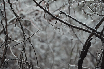 Ice on branches of trees in woods during freezing winter season temperature of Texas weather.