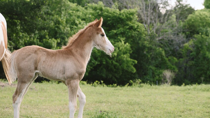 Fototapeta premium Foal colt horse during spring season on Texas farm in field.