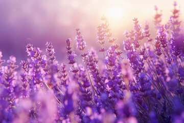 Naklejka premium Serene Lavender Field at Dawn: Vibrant Colors in Peaceful Atmosphere for Nature-Themed Decor