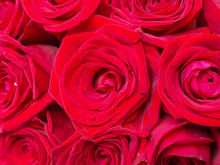 Red roses dark abstract flowers background