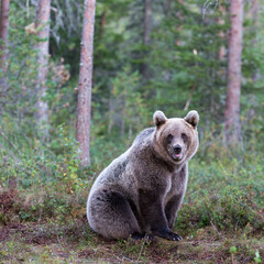 Obraz premium A photo of brown bear during summer