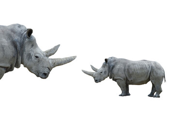 Obraz premium white rhino isolated on white background