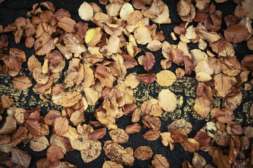 fall leaves