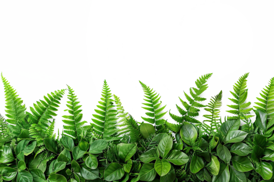 A vibrant collection of ferns and leaves forms a lush green border, bringing a touch of nature's calm beauty to any creative project or space