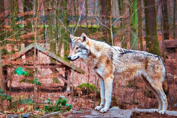 Wolf im Wald