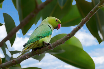 Halsbandsittich (Psittacula krameri) Weibchen sitzt auf einem Ast in einem Gummibaum (Ficus elastica) - Arrecife, Lanzarote, Kanarische Inseln