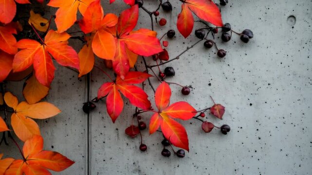 Wall covered in red leaves and berries. The leaves are orange and the berries are black. The wall is gray and the leaves are growing on it