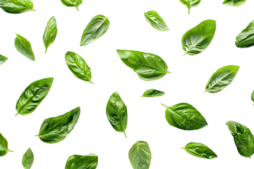 Fresh basil leaves scattered artistically on a clean white background, showcasing their vibrant green hues and unique shapes isolated on transparent background