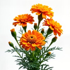 Fototapeta premium Beautiful bouquet of vibrant orange marigold flowers isolated against white background. Close-up view shows detailed flower petals, green leaves. Flowers fresh, natural. Perfect for design projects