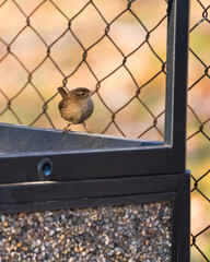 A Cute Eurasian Wren (Troglodytes Troglodytes) Standing by a Wire Fence on a Beautiful Sunny Winter Day