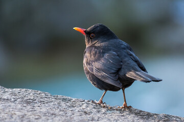 Male Blackbird Standing on a Stone Fence is Being Caressed by the Winter Morning Sun