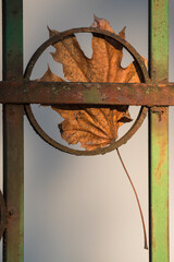 A Rusty Fallen Maple Leaf Remained Hanged by an Old Iron Fence Creating a Beautiful Symbolic Image