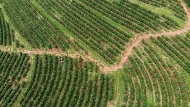 Trator fertilizando lavoura de caf&eacute;, Minas Gerais, Brasil