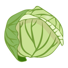 White cabbage in flat style. Vector illustration isolated on white background.