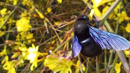 Close up macro nature photo of black bee sucking collecting flower nectar of a yellow flower with blue iridescent see trough wings hd background wallpaper backdrop 8k 