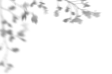 Shadows from branches with leaves, corner arrangement. Overlay effect for photo, mockup, posters,...