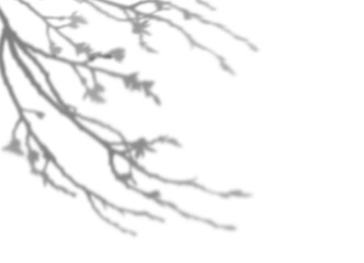 Shadow of poplar branches with buds isolated on white background, corner arrangement. Overlay effect for photo, mockup, posters, wall art. Shadow for natural light effects.