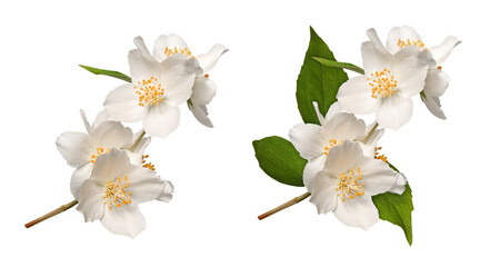 A blooming jasmine (Philadelphus coronarius) isolated on a white background. Element for creating...