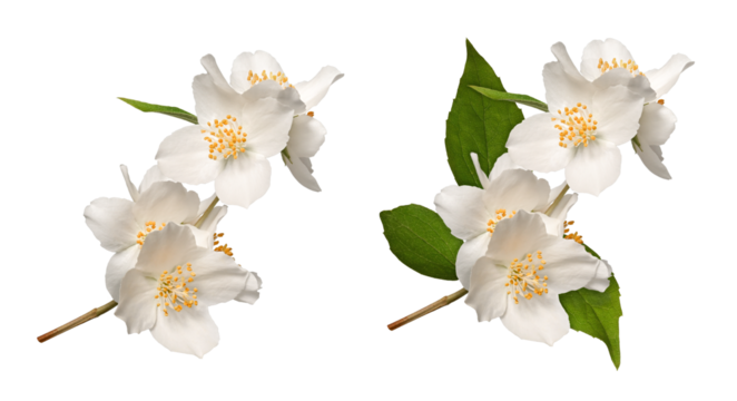 A blooming jasmine (Philadelphus coronarius) isolated on a white background. Element for creating designs, cards, patterns, floral arrangements, frames, wedding cards and invitations.